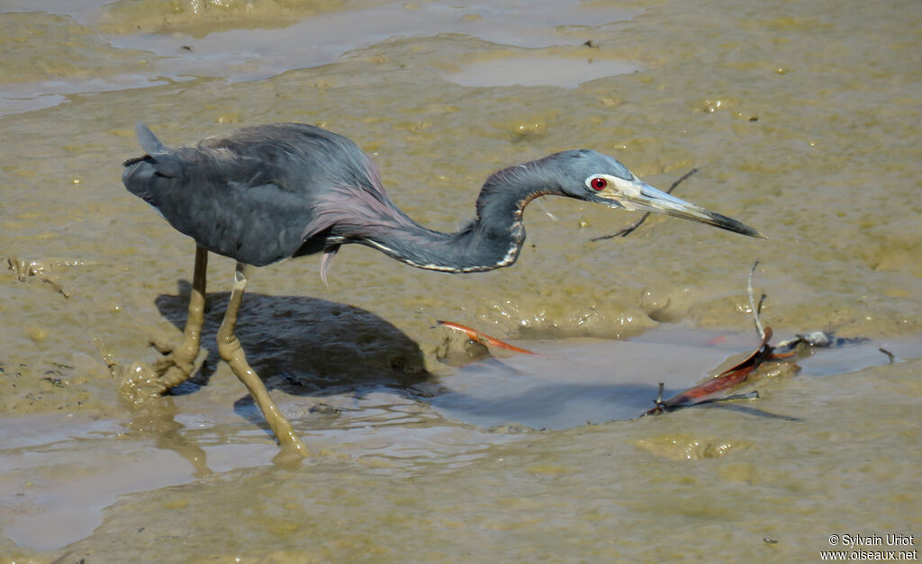 Tricolored Heronadult breeding