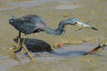 Aigrette tricolore