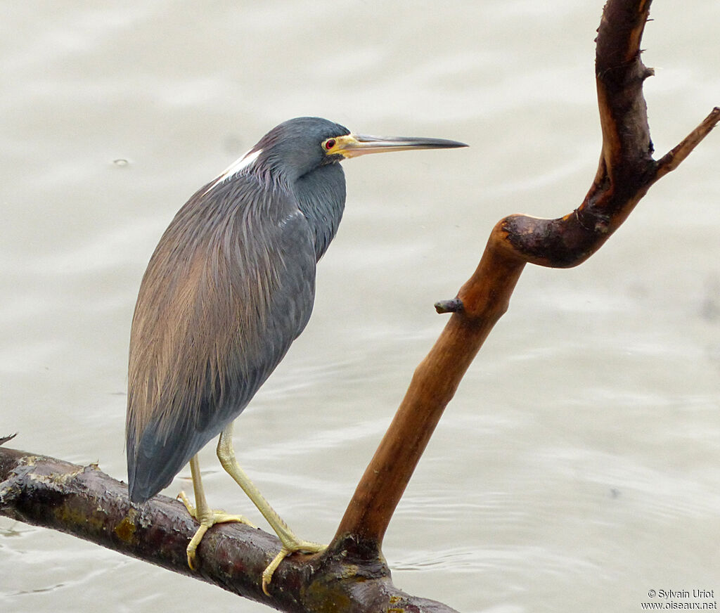 Aigrette tricoloreadulte