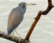 Aigrette tricolore