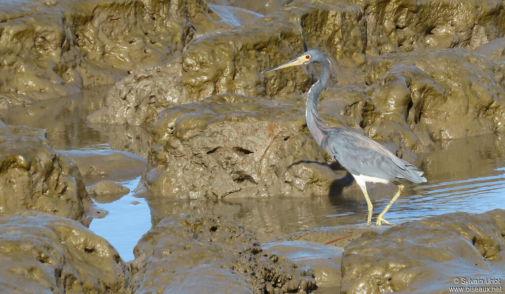 Aigrette tricoloreadulte