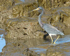 Tricolored Heron