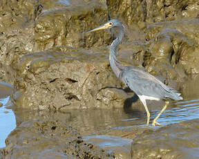 Aigrette tricolore