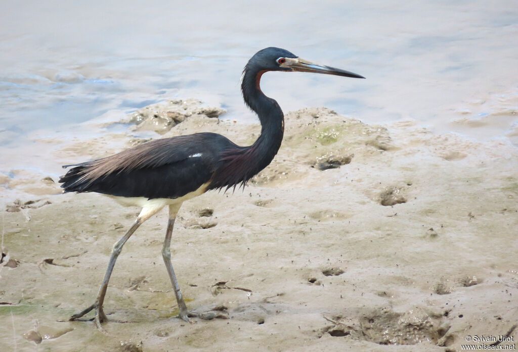 Tricolored Heronadult