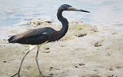 Aigrette tricolore