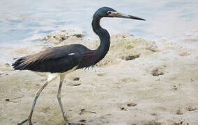 Tricolored Heron