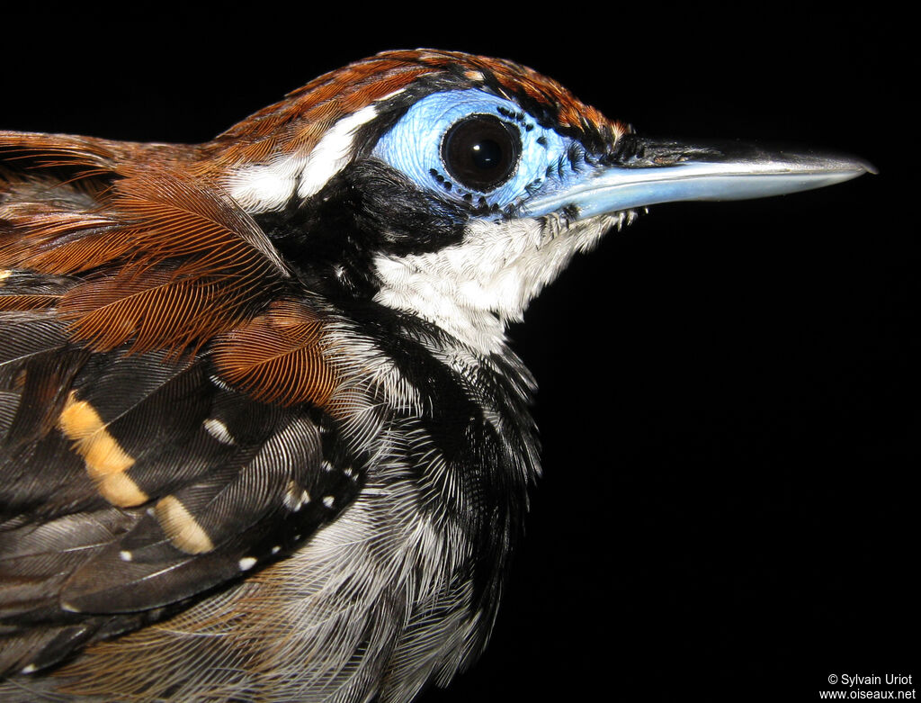 Ferruginous-backed Antbird female adult