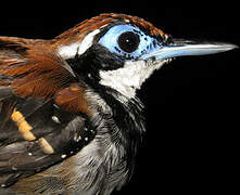 Ferruginous-backed Antbird