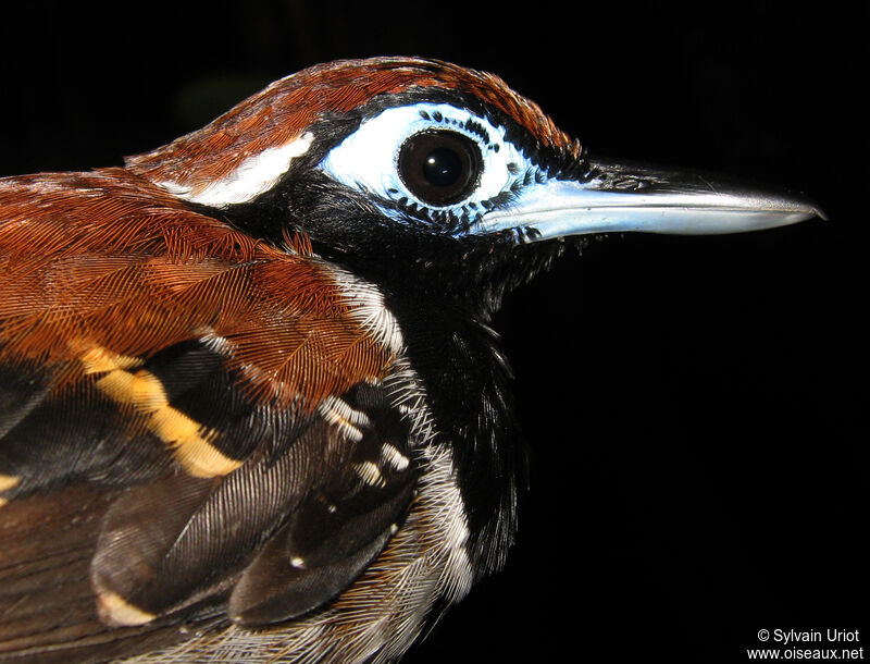 Ferruginous-backed Antbird male adult