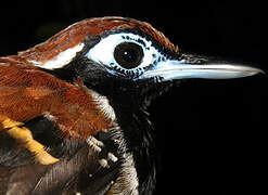 Ferruginous-backed Antbird