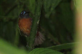 Chestnut-backed Antbird