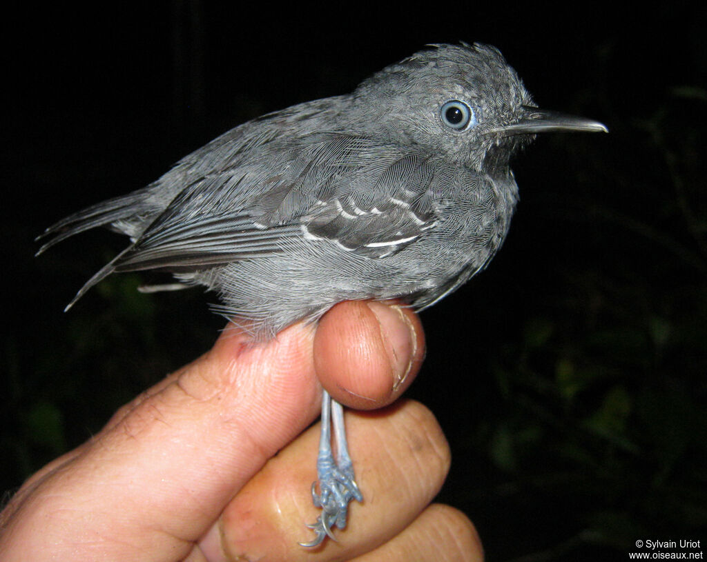 Black-chinned Antbird male adult