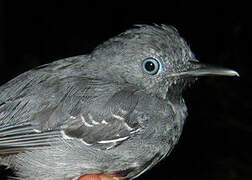 Black-chinned Antbird