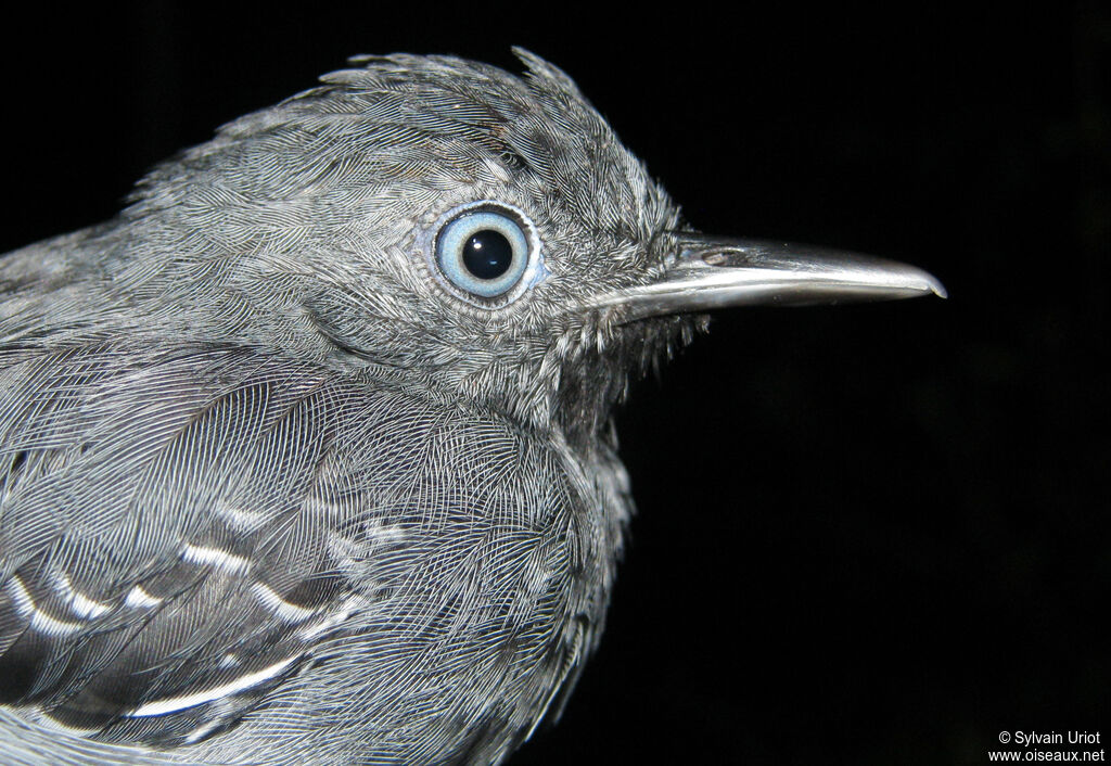 Black-chinned Antbird male adult