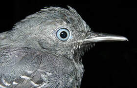 Black-chinned Antbird