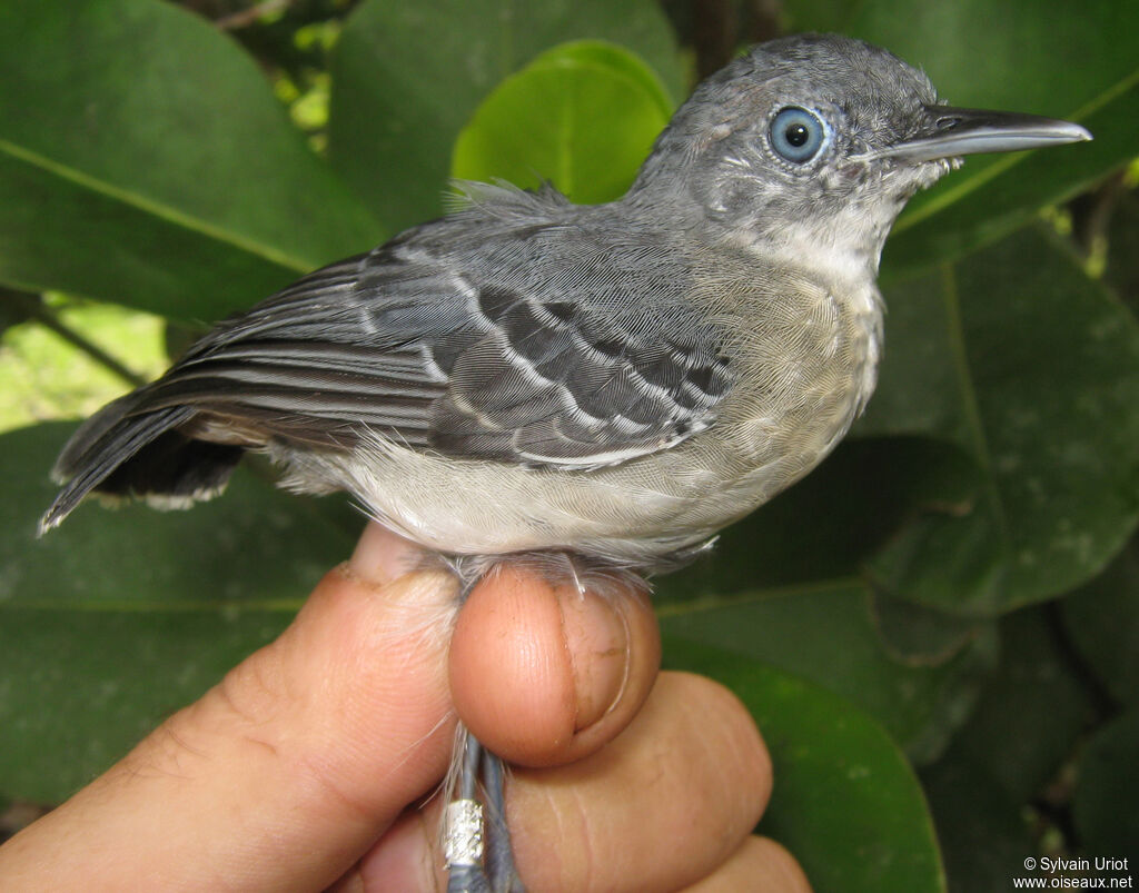 Black-chinned Antbird female adult