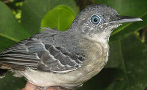 Black-chinned Antbird