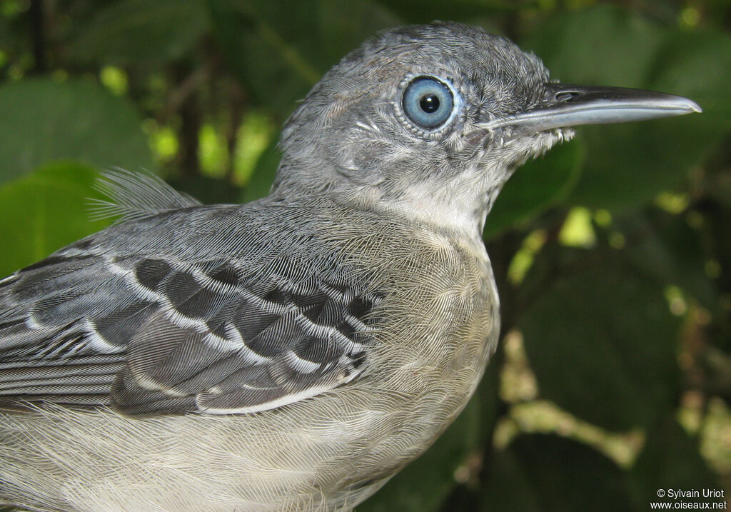 Black-chinned Antbird female adult