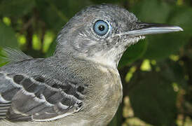 Black-chinned Antbird