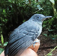 Black-chinned Antbird