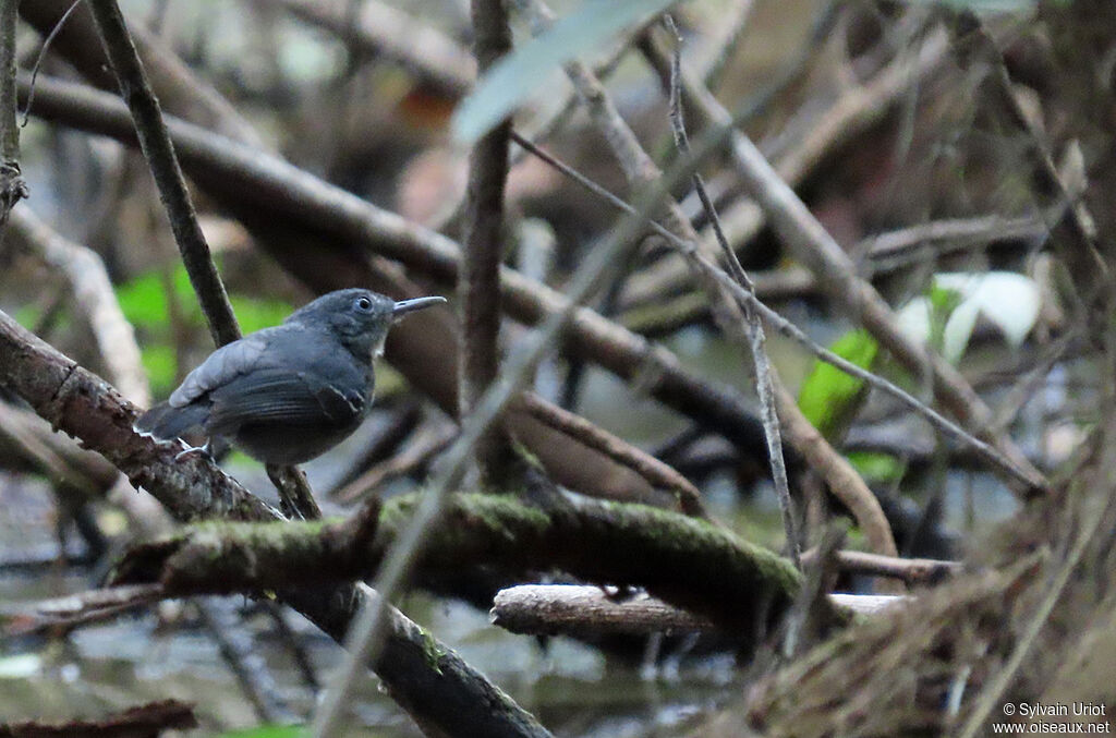 Black-chinned Antbird female adult