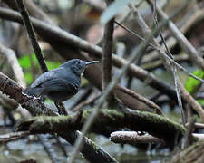 Black-chinned Antbird