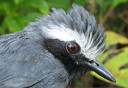 White-browed Antbird