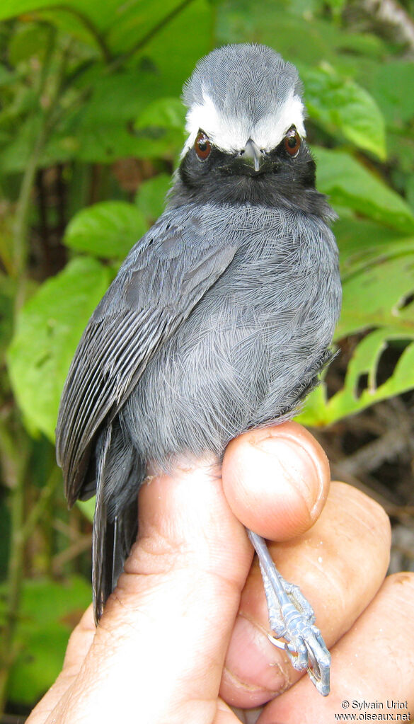 White-browed Antbird male adult