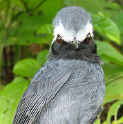 White-browed Antbird