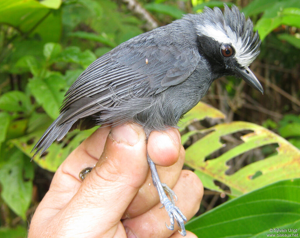 White-browed Antbird male adult