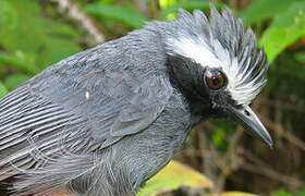 White-browed Antbird