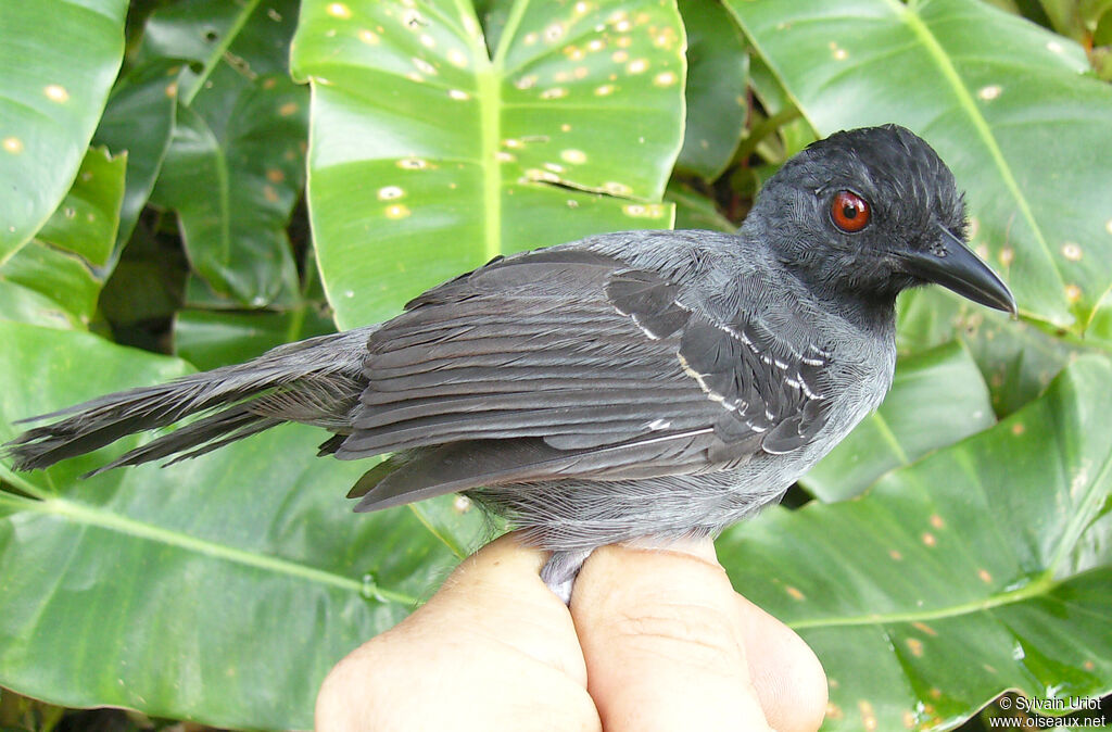 Black-headed Antbird male adult