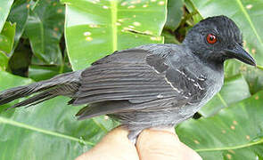 Black-headed Antbird