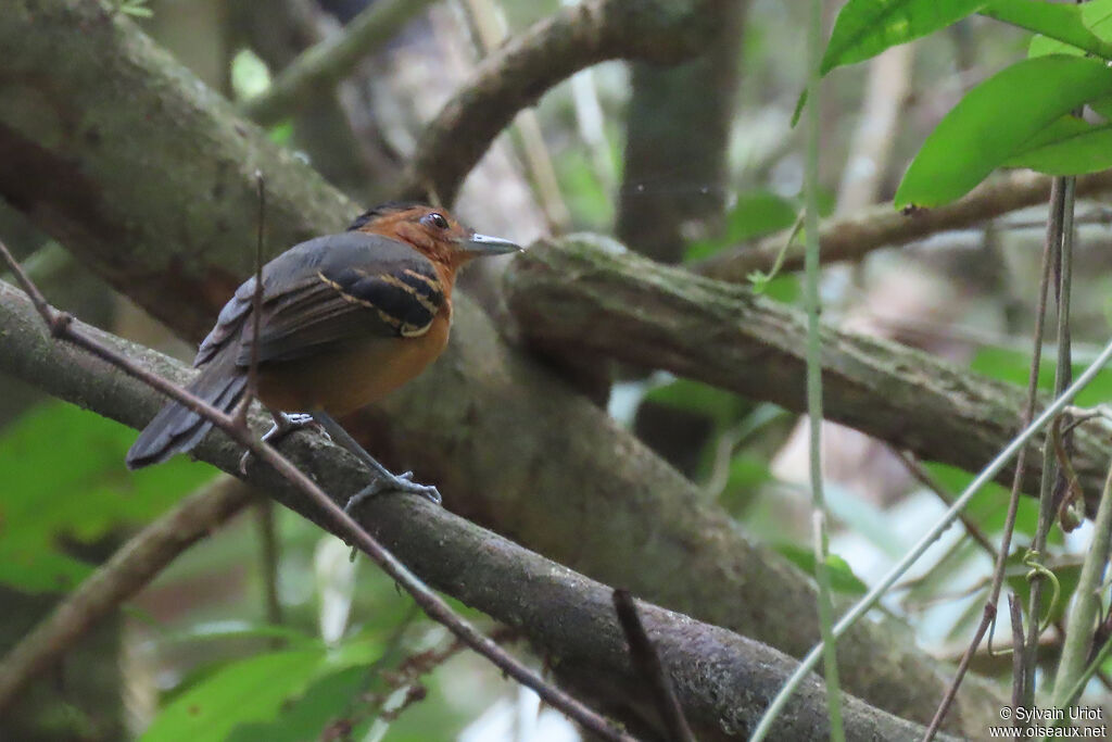 Black-headed Antbird female adult