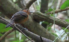 Black-headed Antbird