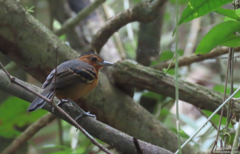 Black-headed Antbird female adult