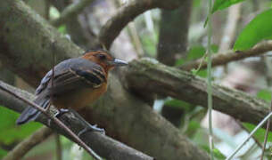 Black-headed Antbird