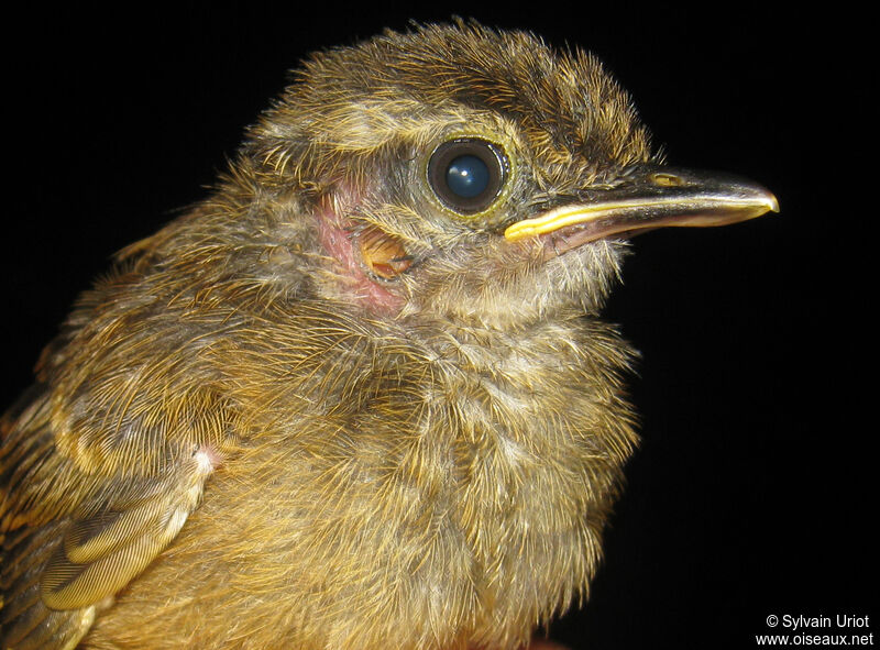 Guianan Warbling AntbirdPoussin