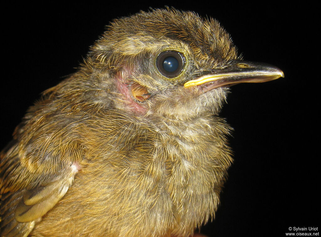 Guianan Warbling AntbirdPoussin