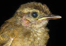 Guianan Warbling Antbird