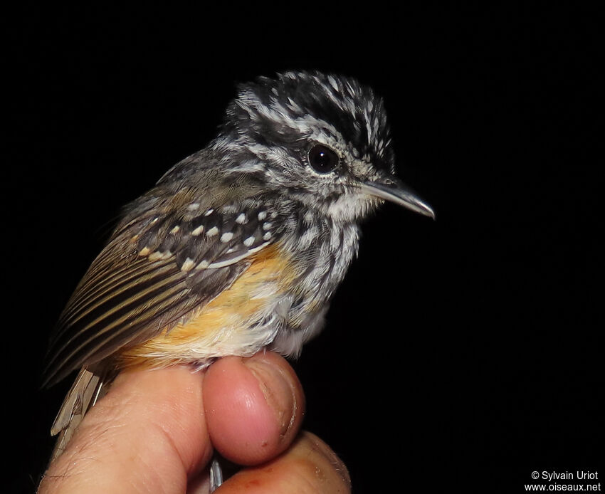 Guianan Warbling Antbird male adult