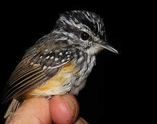 Guianan Warbling Antbird