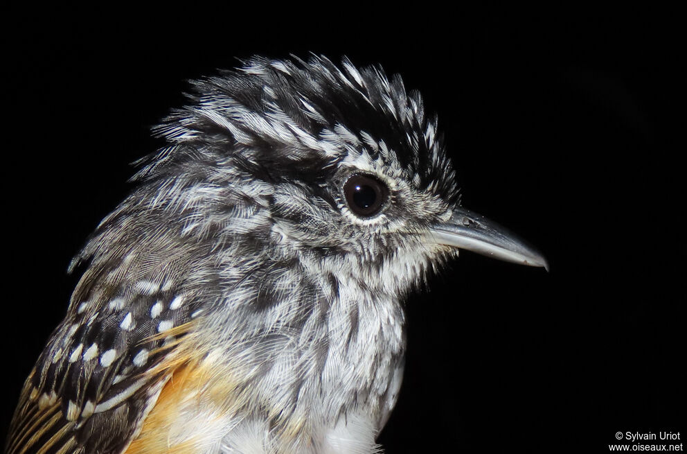 Guianan Warbling Antbird male adult