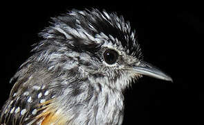 Guianan Warbling Antbird