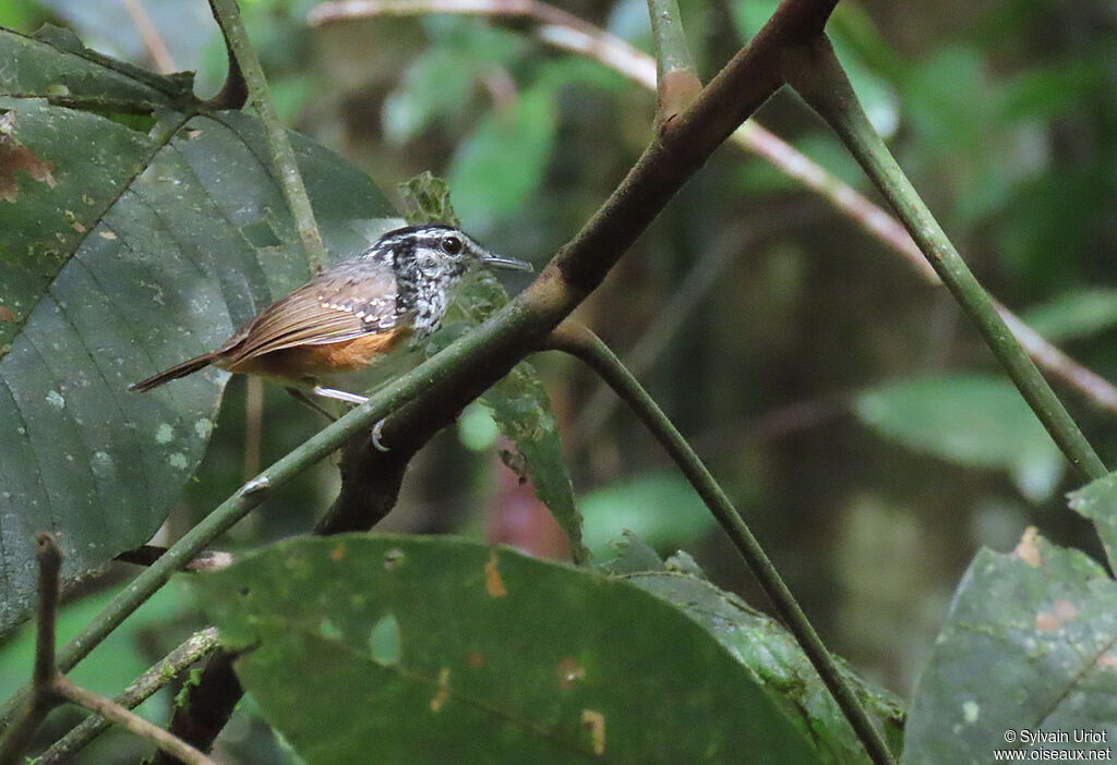 Guianan Warbling Antbird male adult