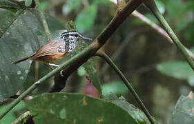 Guianan Warbling Antbird