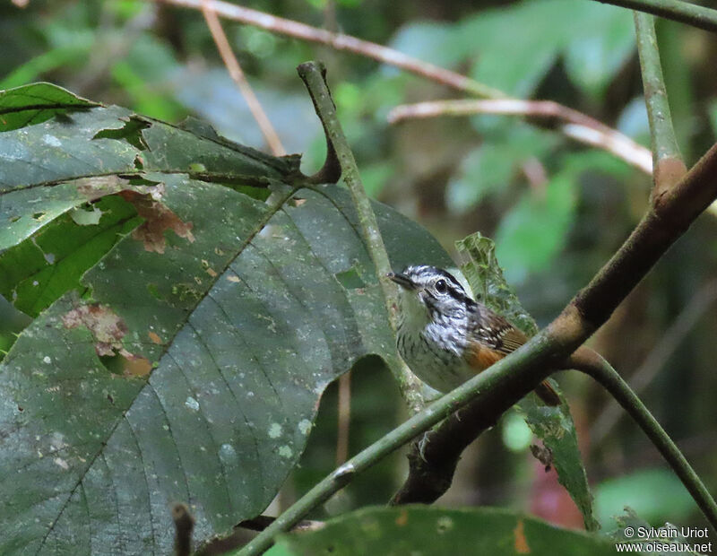 Guianan Warbling Antbird male adult