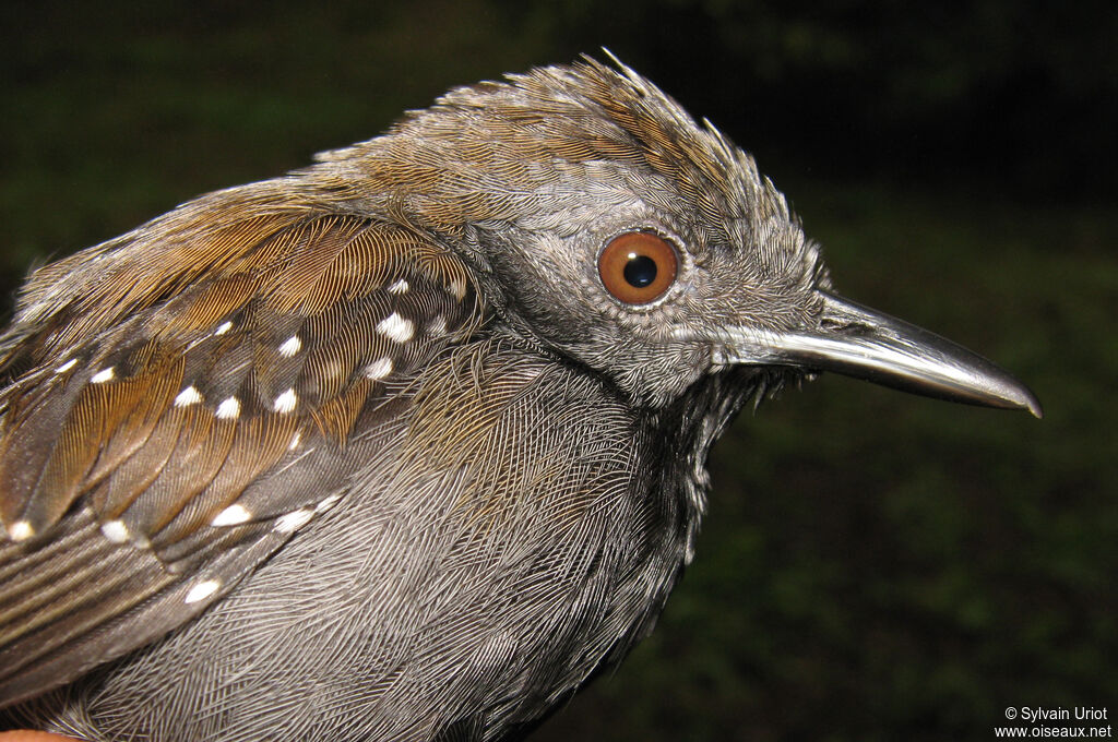 Black-throated Antbird male adult