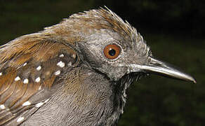 Black-throated Antbird