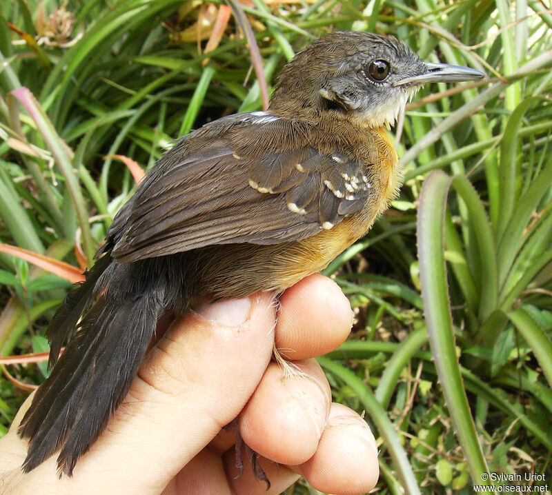 Black-throated Antbird female adult